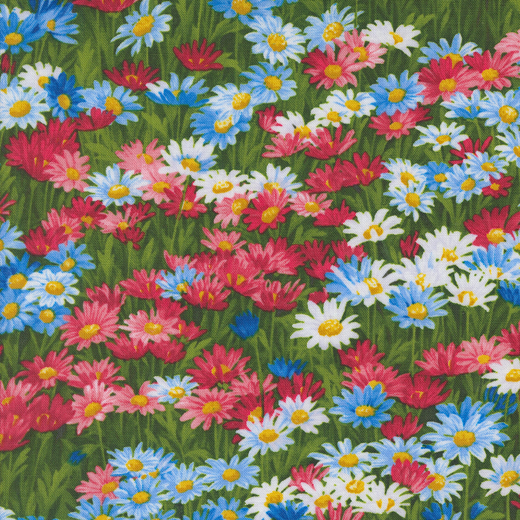 Wildflowers 2024 / Daisies in Americana