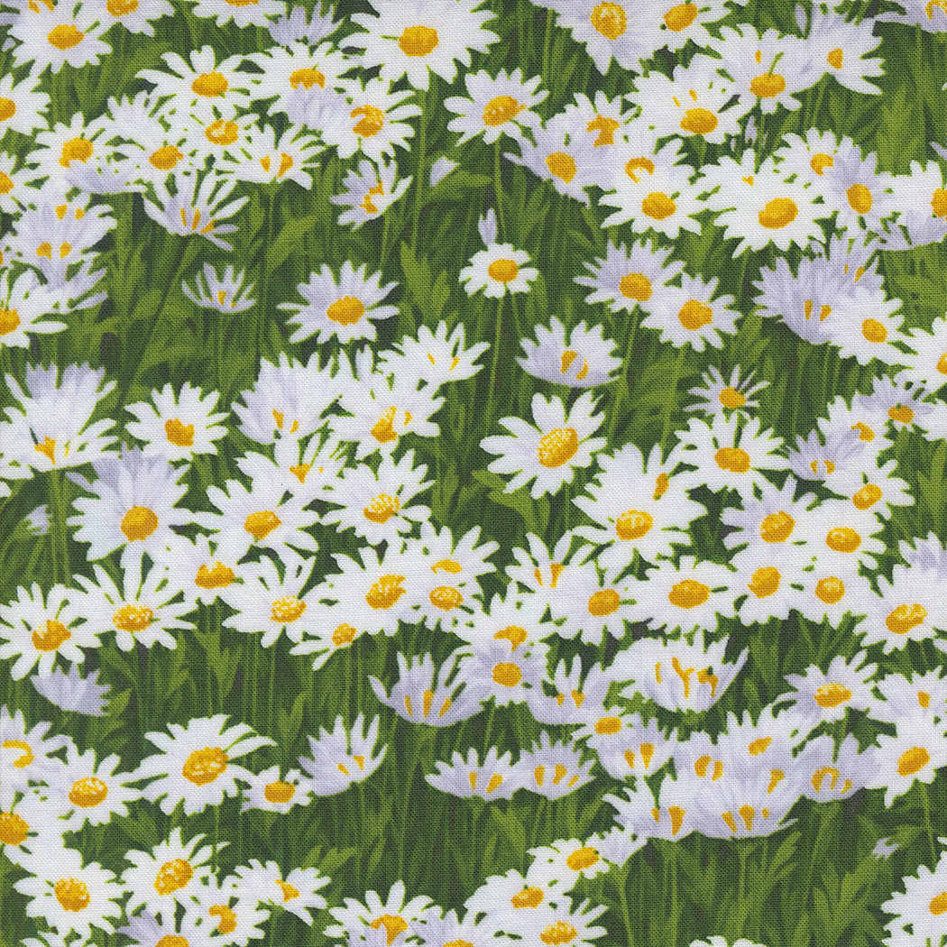 Wildflowers 2024 / Daisies in Cloud