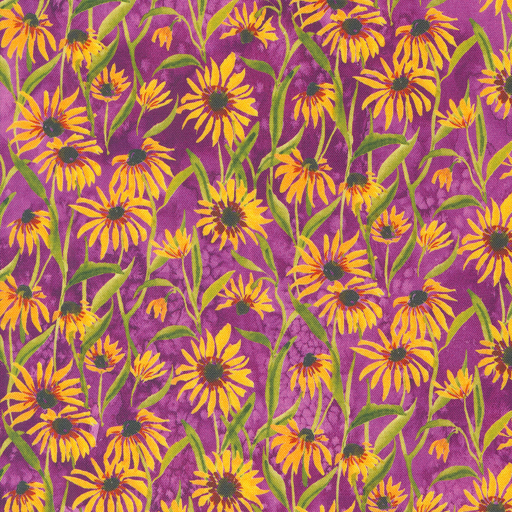 Floribunda / Blackeyed Suzie Q in Violet