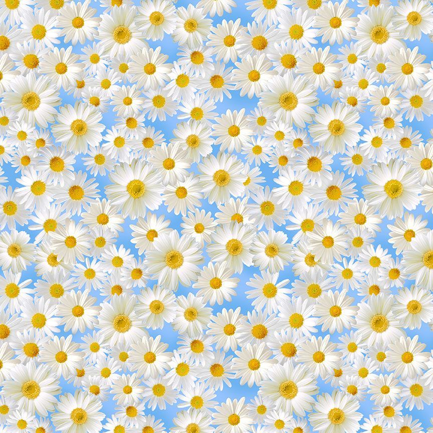 Wildflower / Daisies in the Blue Sky