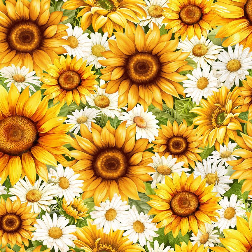 You Are My Sunshine / Packed Daisies & Sunflowers